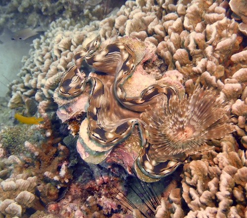 Tridacna squamosa observed 2026-10-25