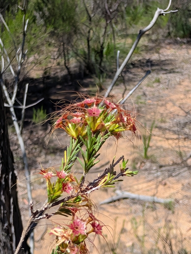 Calytrix, 2026-10-26
