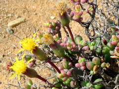 Senecio abbreviatus