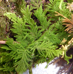 Thuidium laeviusculum