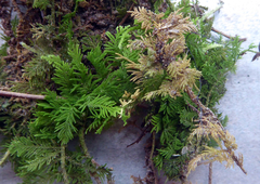 Thuidium laeviusculum
