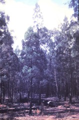 Callitris glaucophylla