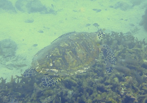 Eretmochelys imbricata observed 2026-10-25