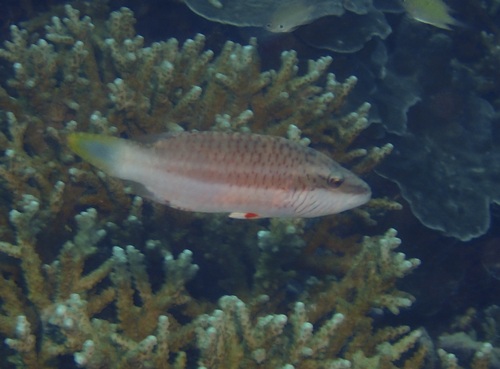 Oxycheilinus digramma observed 2026-10-25