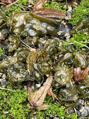Nostoc commune observed 2026-10-26
