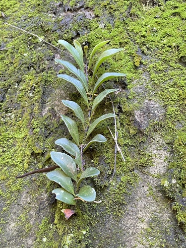 Pyrrosia lanceolata observed 2026-10-26