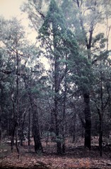 Callitris glaucophylla