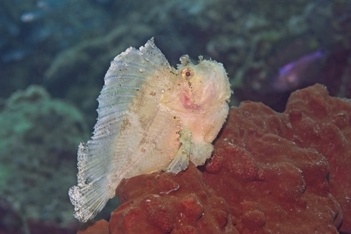 Taenianotus triacanthus observed 2026-10-26
