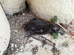 Nyctinomops laticaudatus