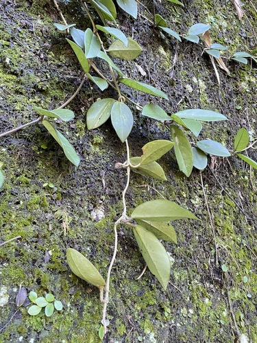 Hoya observed 2026-10-26