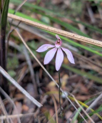Caladenia carnea observed 2026-10-26