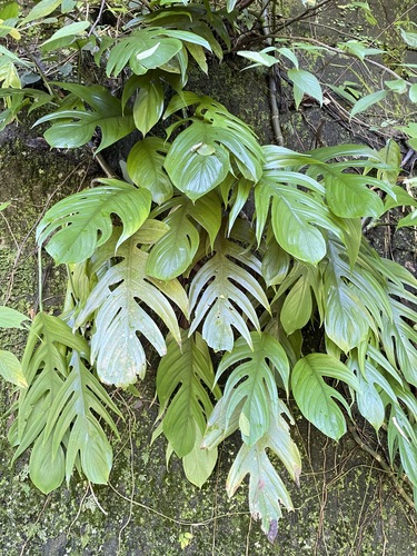 Epipremnum pinnatum observed 2026-10-26