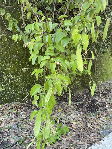 Lasiobema observed 2026-10-26