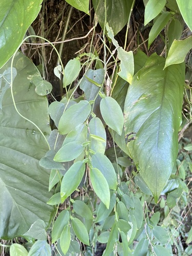 Pothos observed 2026-10-26