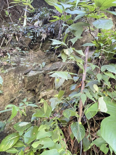 Passiflora suberosa observed 2026-10-26