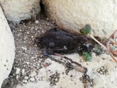 Nyctinomops laticaudatus