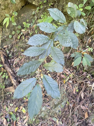 Maesa perlaria observed 2026-10-26