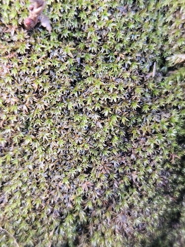 Zygodon viridissimus observed 2026-10-21