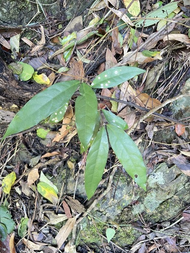 Hiptage benghalensis observed 2026-10-26