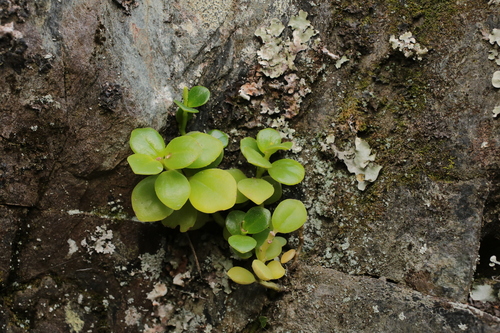 Peperomia urvilleana observed 2026-10-26