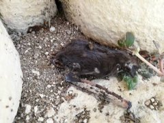 Nyctinomops laticaudatus