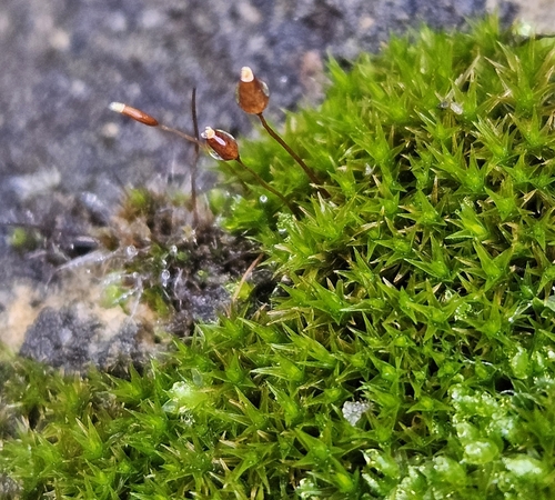Ceratodon purpureus observed 2026-10-21
