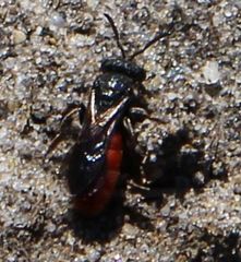 Sphecodes albilabris