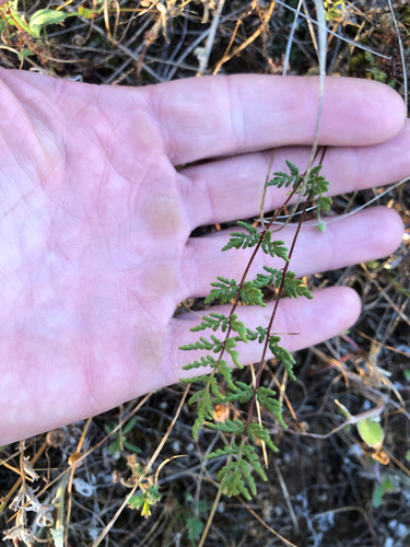 Cheilanthes sieberi observed 2026-10-26