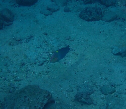 Halichoeres hortulanus observed 2026-10-24