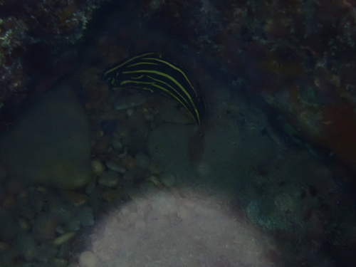 Grammistes sexlineatus observed 2026-10-24