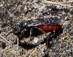 Sphecodes albilabris