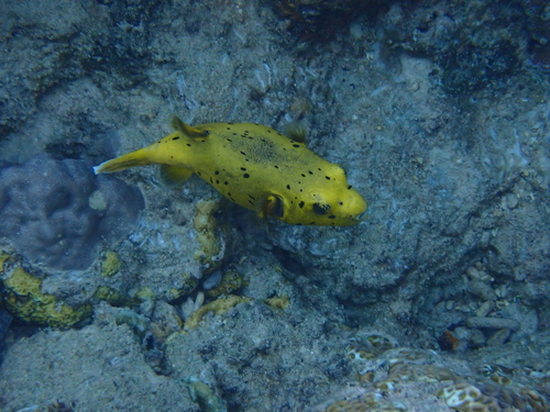 Arothron meleagris observed 2026-10-24