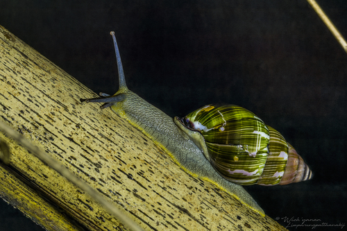 Amphidromus, 2026-10-23