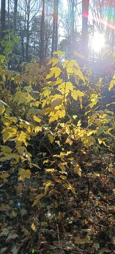 Acer tataricum observed 2026-10-26