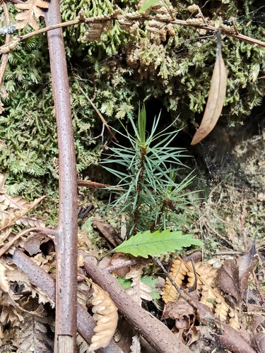 Dawsonia observed 2026-10-26
