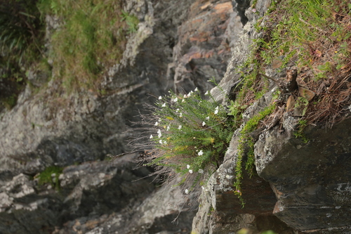 Linum monogynum observed 2026-10-26