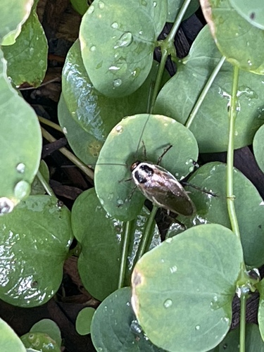 Asian Cockroach