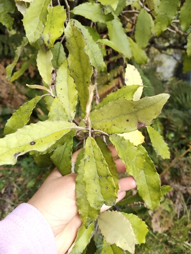 Olearia rani observed 2026-10-26