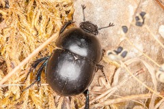 Thorectes intermedius