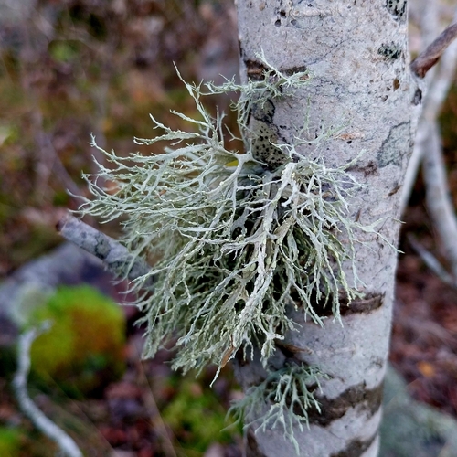 Ramalina farinacea observed 2026-10-25