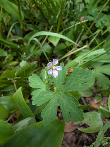 Geranium dissectum observed 2026-10-26