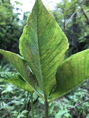 Uromyces ari-triphylli