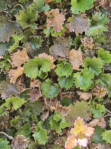 Gunnera observed 2026-10-26