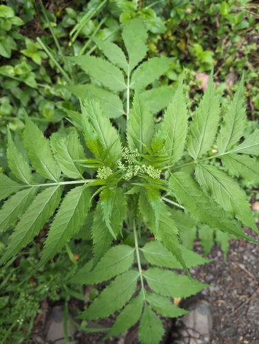 Sambucus gaudichaudiana observed 2026-10-26