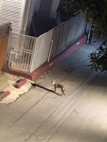 Coyote