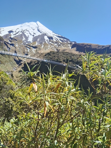 Veronica stricta observed 2026-10-26