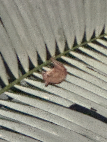 Syconycteris australis observed 2026-10-26
