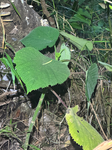 Dendrocnide observed 2026-10-26