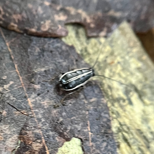 Asian Cockroach