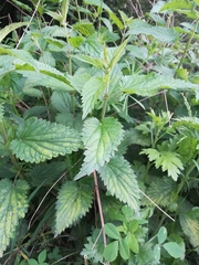 Urtica dioica